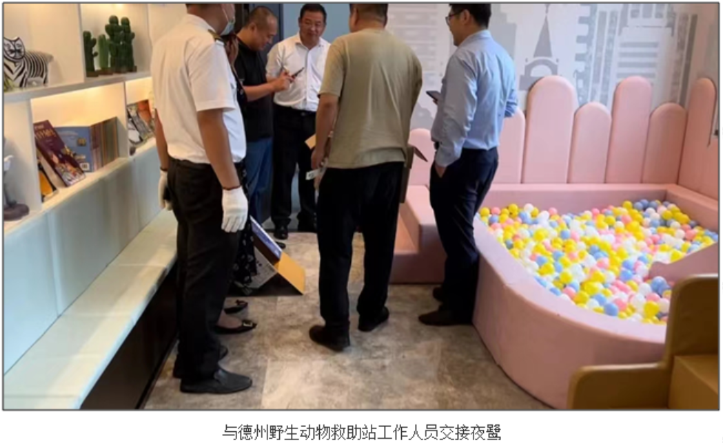  春風合院項目與德州野生動物救助站共同救助國家二級保護動物